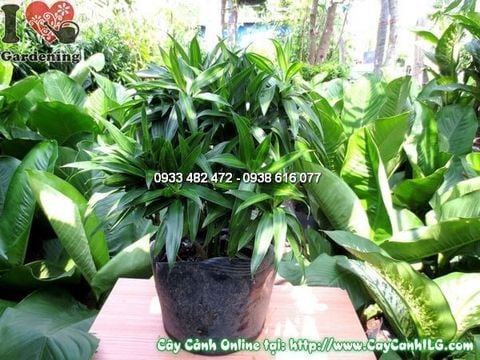 Cây Phất Dụ Trúc – Ý Nghĩa, Cách Chăm Sóc & Mua Bán Sỉ Lẻ Giá Tốt Tại TP.HCM