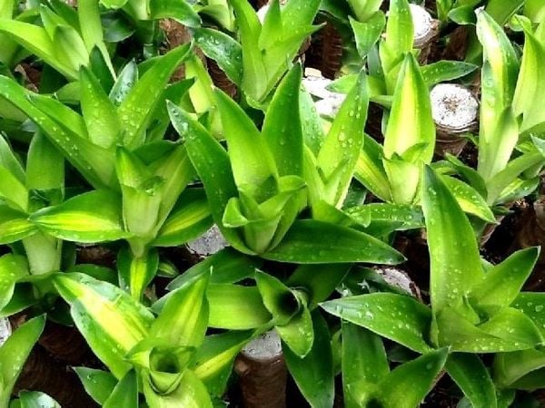 Cây Phôi Phát Tài Khúc – Ý Nghĩa, Cách Chăm Sóc & Mua Bán Sỉ Lẻ Giá Tốt Tại TP.HCM