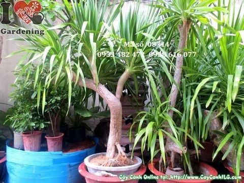 Cây Phát Tài Núi – Ý Nghĩa, Cách Chăm Sóc & Mua Bán Sỉ Lẻ Giá Tốt Tại TP.HCM