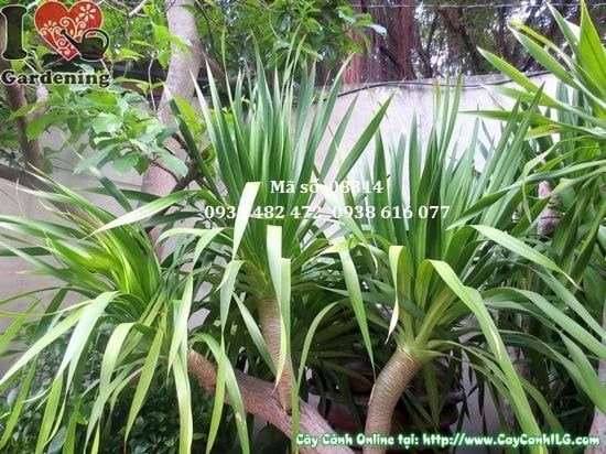 Cây Phát Tài Núi – Ý Nghĩa, Cách Chăm Sóc & Mua Bán Sỉ Lẻ Giá Tốt Tại TP.HCM
