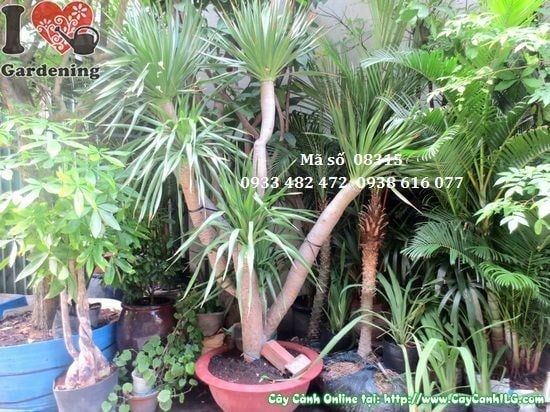 Cây Phát Tài Núi – Ý Nghĩa, Cách Chăm Sóc & Mua Bán Sỉ Lẻ Giá Tốt Tại TP.HCM