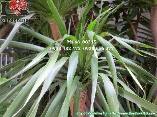 Cây Phát Tài Núi – Ý Nghĩa, Cách Chăm Sóc & Mua Bán Sỉ Lẻ Giá Tốt Tại TP.HCM