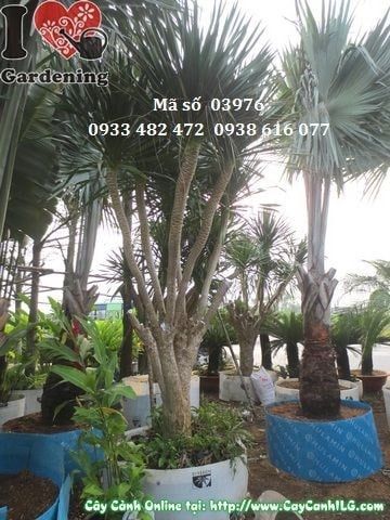Cây Phát Tài Núi – Ý Nghĩa, Cách Chăm Sóc & Mua Bán Sỉ Lẻ Giá Tốt Tại TP.HCM