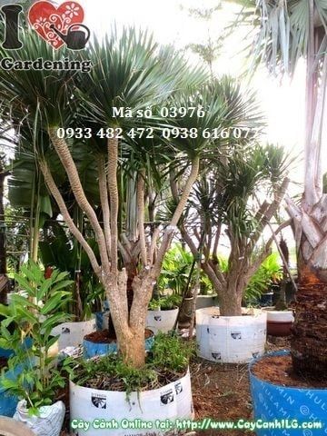 Cây Phát Tài Núi – Ý Nghĩa, Cách Chăm Sóc & Mua Bán Sỉ Lẻ Giá Tốt Tại TP.HCM