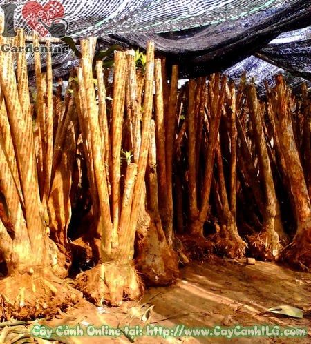Cây Phôi Phát Tài Khúc – Ý Nghĩa, Cách Chăm Sóc & Mua Bán Sỉ Lẻ Giá Tốt Tại TP.HCM