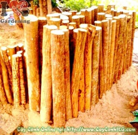 Cây Phôi Phát Tài Khúc – Ý Nghĩa, Cách Chăm Sóc & Mua Bán Sỉ Lẻ Giá Tốt Tại TP.HCM