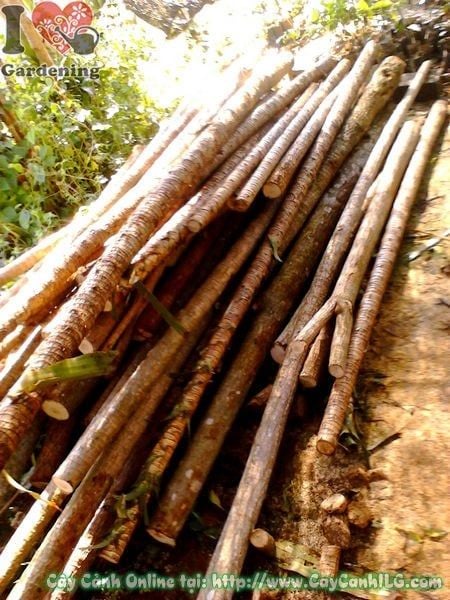 Cây Phôi Phát Tài Khúc – Ý Nghĩa, Cách Chăm Sóc & Mua Bán Sỉ Lẻ Giá Tốt Tại TP.HCM