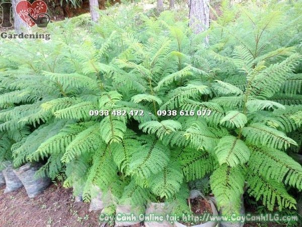 Cây Phượng Tím – Ý Nghĩa, Cách Chăm Sóc & Mua Bán Sỉ Lẻ Giá Tốt Tại TP.HCM