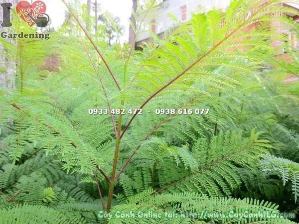 Cây Phượng Tím – Ý Nghĩa, Cách Chăm Sóc & Mua Bán Sỉ Lẻ Giá Tốt Tại TP.HCM