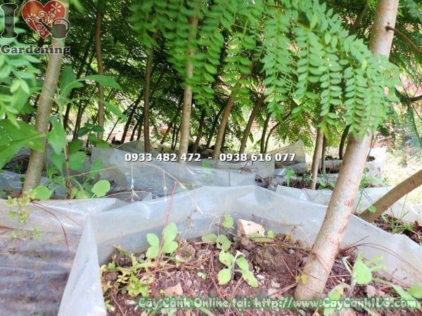 Cây Phượng Tím – Ý Nghĩa, Cách Chăm Sóc & Mua Bán Sỉ Lẻ Giá Tốt Tại TP.HCM