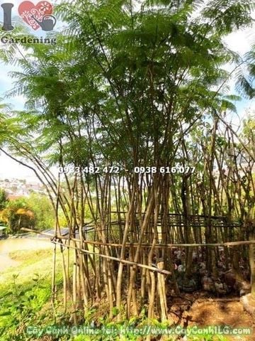 Mua Bán Cây Phượng Vĩ Đỏ sỉ & lẻ giá tốt TP. Hồ Chí Minh