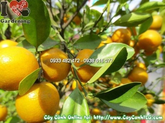 Cây Quất Hà Nội – Ý Nghĩa, Cách Chăm Sóc & Mua Bán Sỉ Lẻ Giá Tốt Tại TP.HCM