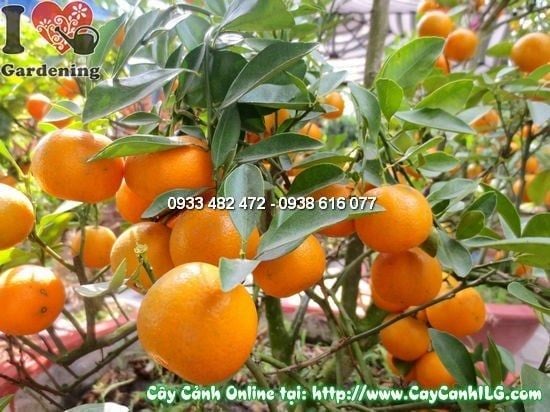Cây Quất Hà Nội – Ý Nghĩa, Cách Chăm Sóc & Mua Bán Sỉ Lẻ Giá Tốt Tại TP.HCM