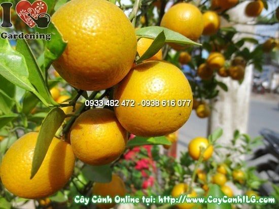 Cây Quất Hà Nội – Ý Nghĩa, Cách Chăm Sóc & Mua Bán Sỉ Lẻ Giá Tốt Tại TP.HCM