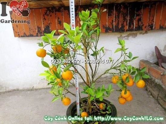 Cây Quất Hà Nội – Ý Nghĩa, Cách Chăm Sóc & Mua Bán Sỉ Lẻ Giá Tốt Tại TP.HCM