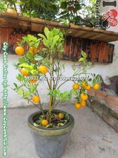 Cây Quất Hà Nội – Ý Nghĩa, Cách Chăm Sóc & Mua Bán Sỉ Lẻ Giá Tốt Tại TP.HCM