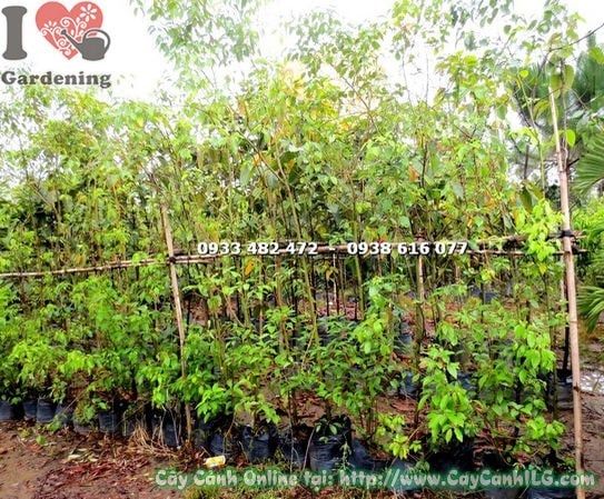 Cây Rã Hương – Ý Nghĩa, Cách Chăm Sóc & Mua Bán Sỉ Lẻ Giá Tốt Tại TP.HCM