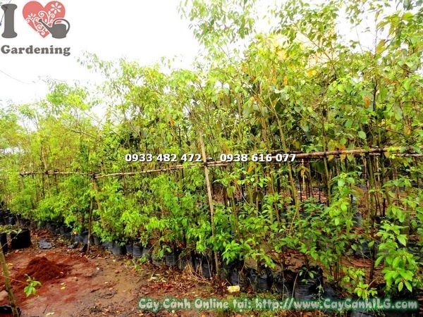 Cây Rã Hương – Ý Nghĩa, Cách Chăm Sóc & Mua Bán Sỉ Lẻ Giá Tốt Tại TP.HCM
