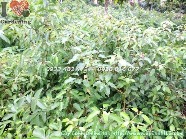 Cây Rã Hương – Ý Nghĩa, Cách Chăm Sóc & Mua Bán Sỉ Lẻ Giá Tốt Tại TP.HCM