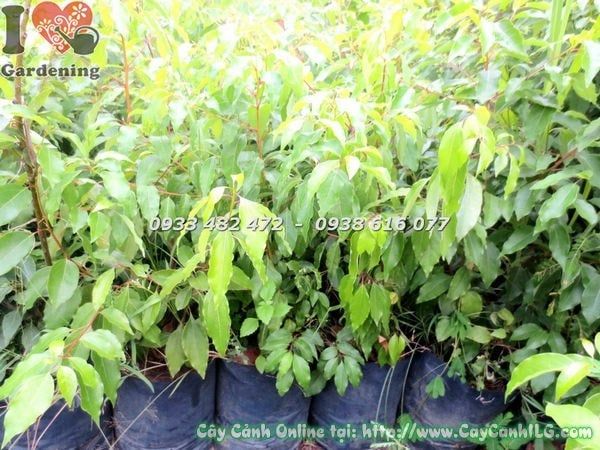 Cây Rã Hương – Ý Nghĩa, Cách Chăm Sóc & Mua Bán Sỉ Lẻ Giá Tốt Tại TP.HCM