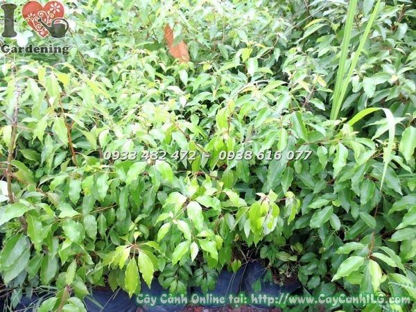 Cây Rã Hương – Ý Nghĩa, Cách Chăm Sóc & Mua Bán Sỉ Lẻ Giá Tốt Tại TP.HCM