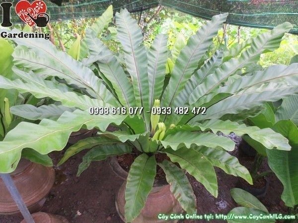 Cây Ráng Ổ Phụng – Ý Nghĩa, Cách Chăm Sóc & Mua Bán Sỉ Lẻ Giá Tốt Tại TP.HCM