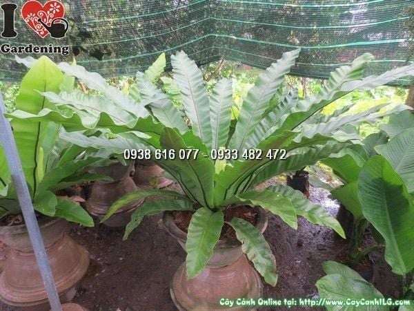 Cây Ráng Ổ Phụng – Ý Nghĩa, Cách Chăm Sóc & Mua Bán Sỉ Lẻ Giá Tốt Tại TP.HCM