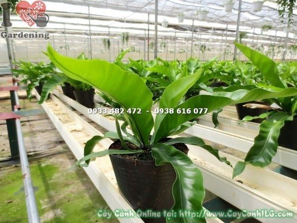 Cây Ráng Ổ Phụng – Ý Nghĩa, Cách Chăm Sóc & Mua Bán Sỉ Lẻ Giá Tốt Tại TP.HCM