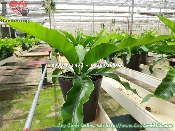 Cây Ráng Ổ Phụng – Ý Nghĩa, Cách Chăm Sóc & Mua Bán Sỉ Lẻ Giá Tốt Tại TP.HCM