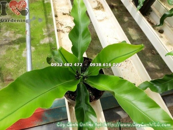 Cây Ráng Ổ Phụng – Ý Nghĩa, Cách Chăm Sóc & Mua Bán Sỉ Lẻ Giá Tốt Tại TP.HCM