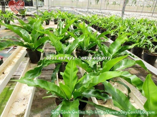 Cây Ráng Ổ Phụng – Ý Nghĩa, Cách Chăm Sóc & Mua Bán Sỉ Lẻ Giá Tốt Tại TP.HCM