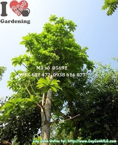 Cây Sala – Ý Nghĩa, Cách Chăm Sóc & Mua Bán Sỉ Lẻ Giá Tốt Tại TP.HCM