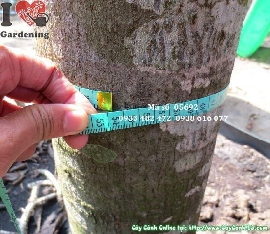 Cây Sala – Ý Nghĩa, Cách Chăm Sóc & Mua Bán Sỉ Lẻ Giá Tốt Tại TP.HCM