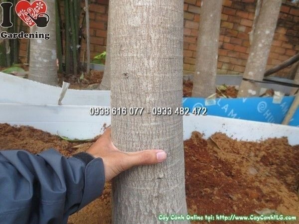 Cây Sala – Ý Nghĩa, Cách Chăm Sóc & Mua Bán Sỉ Lẻ Giá Tốt Tại TP.HCM