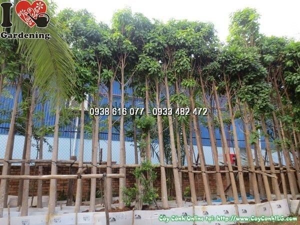 Cây Sala – Ý Nghĩa, Cách Chăm Sóc & Mua Bán Sỉ Lẻ Giá Tốt Tại TP.HCM