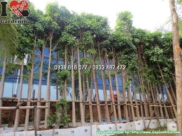 Cây Sala – Ý Nghĩa, Cách Chăm Sóc & Mua Bán Sỉ Lẻ Giá Tốt Tại TP.HCM