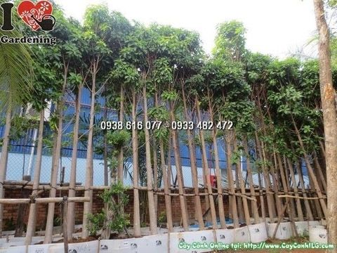 Cây Sala – Ý Nghĩa, Cách Chăm Sóc & Mua Bán Sỉ Lẻ Giá Tốt Tại TP.HCM
