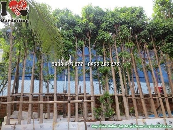 Cây Sala – Ý Nghĩa, Cách Chăm Sóc & Mua Bán Sỉ Lẻ Giá Tốt Tại TP.HCM