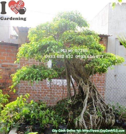 Cây Sanh – Ý Nghĩa, Cách Chăm Sóc & Mua Bán Sỉ Lẻ Giá Tốt Tại TP.HCM