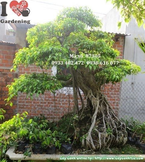 Cây Sanh – Ý Nghĩa, Cách Chăm Sóc & Mua Bán Sỉ Lẻ Giá Tốt Tại TP.HCM