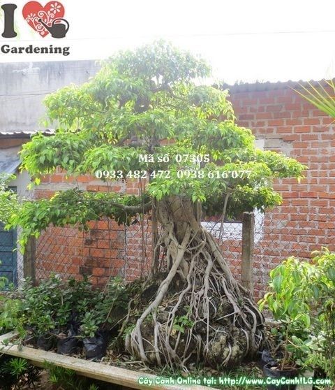 Cây Sanh – Ý Nghĩa, Cách Chăm Sóc & Mua Bán Sỉ Lẻ Giá Tốt Tại TP.HCM