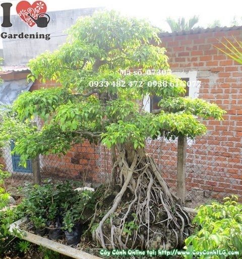 Cây Sanh – Ý Nghĩa, Cách Chăm Sóc & Mua Bán Sỉ Lẻ Giá Tốt Tại TP.HCM