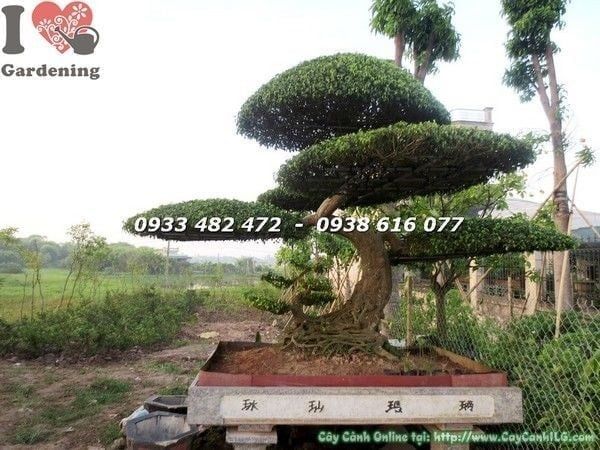 Cây Sanh – Ý Nghĩa, Cách Chăm Sóc & Mua Bán Sỉ Lẻ Giá Tốt Tại TP.HCM
