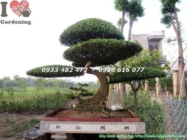 Cây Sanh – Ý Nghĩa, Cách Chăm Sóc & Mua Bán Sỉ Lẻ Giá Tốt Tại TP.HCM