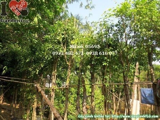 Cây Sanh Trồng Hàng Rào – Ý Nghĩa, Cách Chăm Sóc & Mua Bán Sỉ Lẻ Giá Tốt Tại TP.HCM