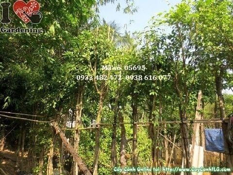 Cây Sanh Trồng Hàng Rào – Ý Nghĩa, Cách Chăm Sóc & Mua Bán Sỉ Lẻ Giá Tốt Tại TP.HCM