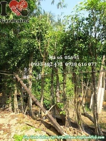 Cây Sanh Trồng Hàng Rào – Ý Nghĩa, Cách Chăm Sóc & Mua Bán Sỉ Lẻ Giá Tốt Tại TP.HCM