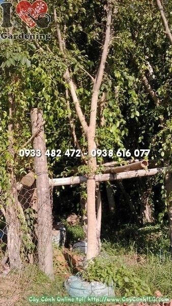 Cây Sanh Trồng Hàng Rào – Ý Nghĩa, Cách Chăm Sóc & Mua Bán Sỉ Lẻ Giá Tốt Tại TP.HCM