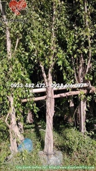 Cây Sanh Trồng Hàng Rào – Ý Nghĩa, Cách Chăm Sóc & Mua Bán Sỉ Lẻ Giá Tốt Tại TP.HCM