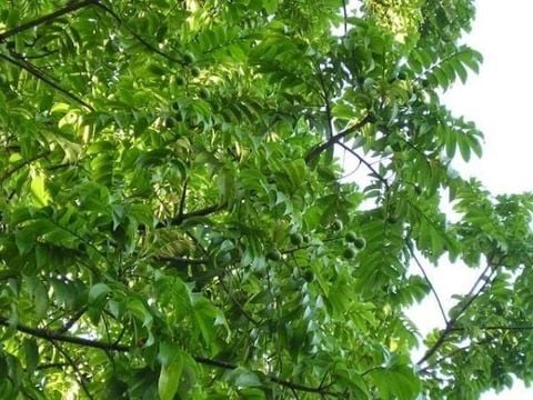 Mua Bán Cây Sấu Sỉ, Lẻ Giá Tốt TP. Hồ Chí Minh